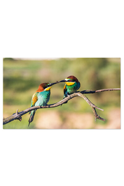 StoryGift Romania Tablou Canvas Cu Pasarea Colorata - Pradator Gracil Pe O Creanga, Beeeater