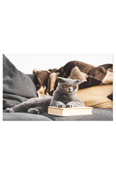 StoryGift Romania Tablou Canvas Felina Scottish Fold Gri Pe O Canapea Alaturi De O Carte O Imagine Cocheta Si Re