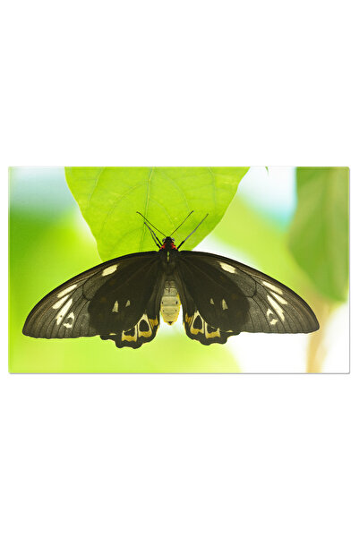 StoryGift Romania Tablou Canvas: Fluturele Priamus - Minune Colorata Din Aust...