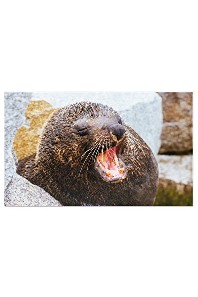 StoryGift Romania Tablou Canvas Foca Australiana In Narooma, Australia Foca A...