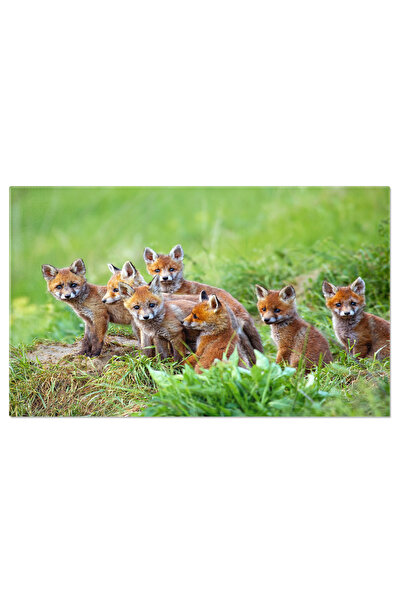 StoryGift Romania Tablou Canvas - Familia Fox: Pui De Vulpe In Natura Salbatica