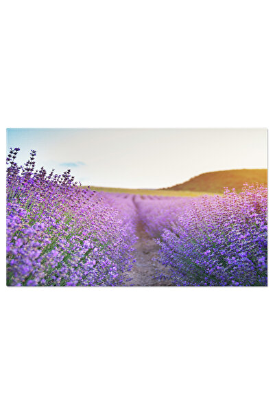 StoryGift Romania Tablou Canvas Camp De Lavanda La Apus, Lavanda, Camp, Peisaj, Natura, Floare, Mov, Albastru, Fr