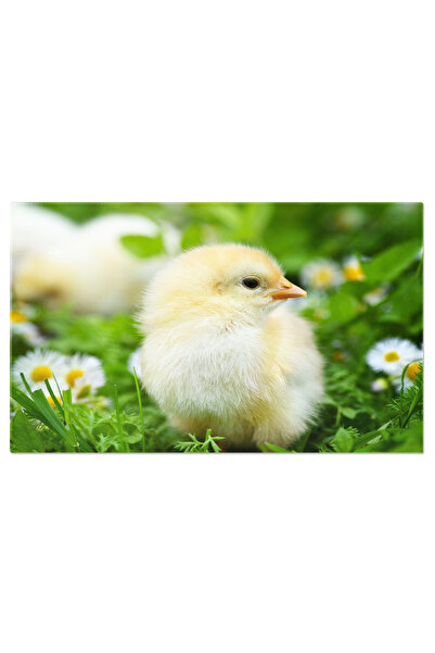 StoryGift Romania Tablou Canvas Pui De Gaina In Primavara - Culoare Si Farmec...