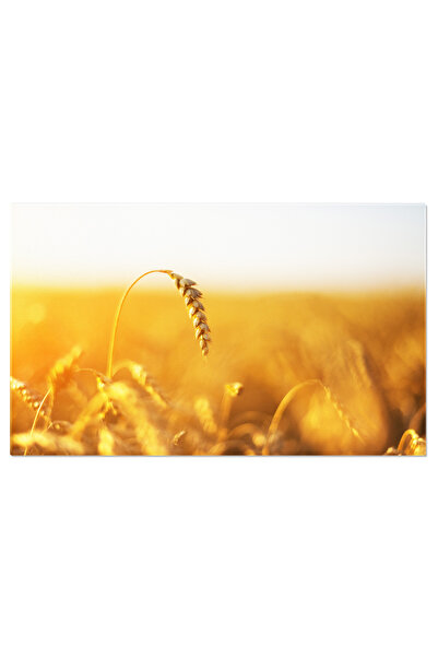 StoryGift Romania Tablou Canvas Priveliste Spice De Grau Coapte Pe Campul Aur, Spice, Paine, Recolta, Camp, Grau,
