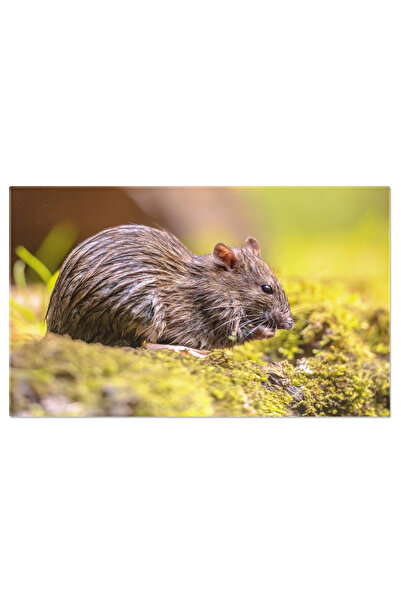 StoryGift Romania Tablou Canvas - Sobolan Maro: Closeup, Natura, Europa, Medi...