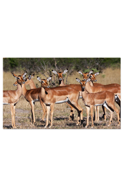 StoryGift Romania Tablou Canvas Priveliste Incredibila De Toamna In Alpii Dol...