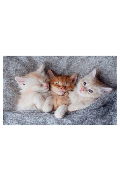 StoryGift Romania Tablou Canvas: Pisica Tabby Se Relaxeaza, Invaluita Intr-o ...