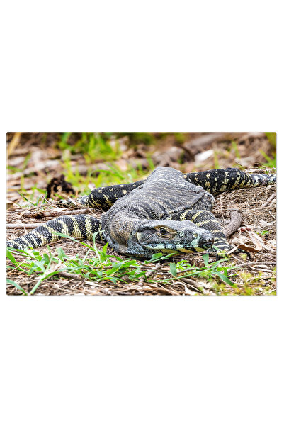 StoryGift Romania Tablou Canvas O Privire De Aproape La Fauna Australiana, Cu...