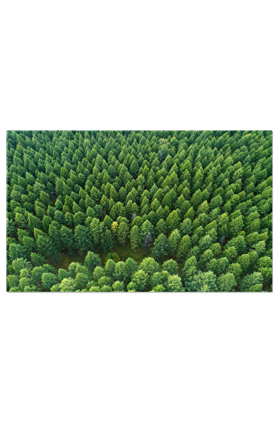 StoryGift Romania Tablou Canvas: Viziune Aeriana A Junglei Luxuriante, Verdeata Tropicala, Munti Si Parc Natural