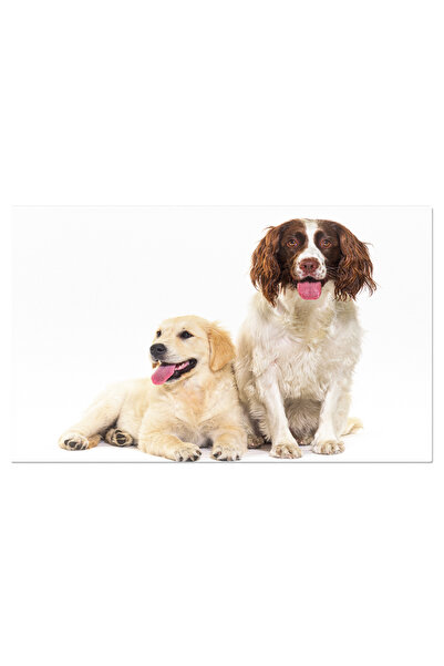 StoryGift Romania Tablou Canvas - Prietenul Fidel: Caine Golden Retriever In Toata Splendoarea Sa