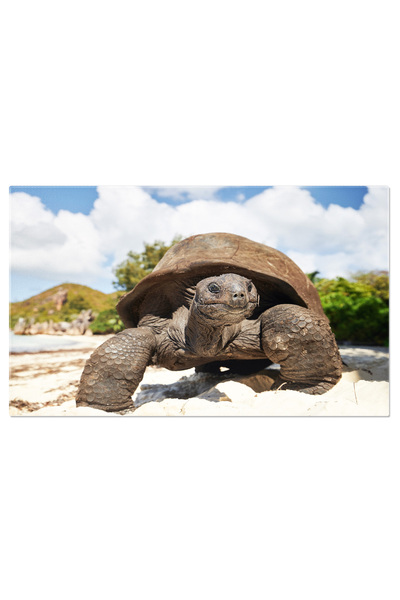 StoryGift Romania Tablou Canvas Testoasa Giganta Pe Plaja, Tortoise, Plaja, N...