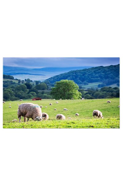 StoryGift Romania Tablou Canvas - Oile Pastesc In Cumbria, Anglia: District, Sheep, Countryside, Landscape