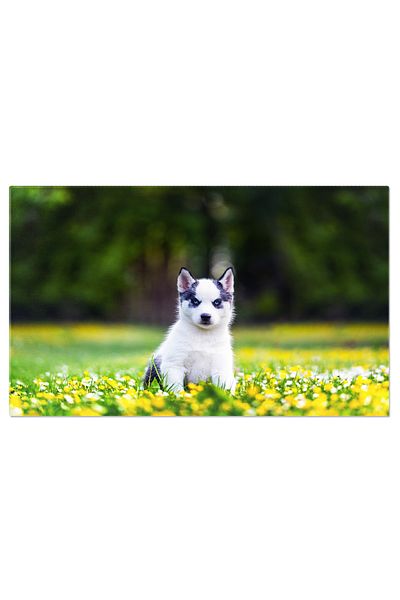 StoryGift Romania Tablou Canvas Caine Alb Mic, Rasa Husky Siberian, Caine, Animal De Companie, Husky, Gradina, 96