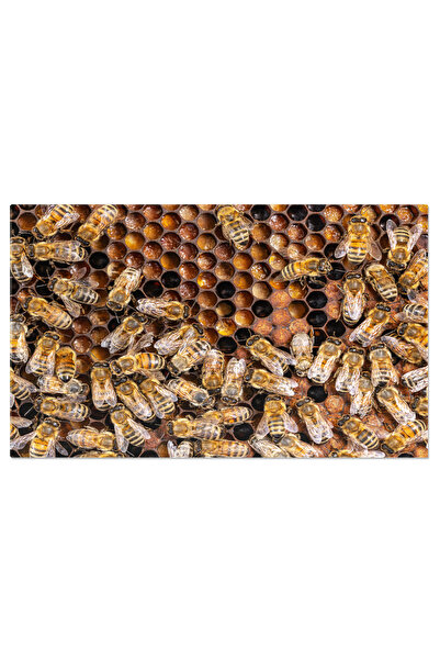 StoryGift Romania Tablou Canvas Fagure De Miere Cu Miere Si Albine Un Deliciu...