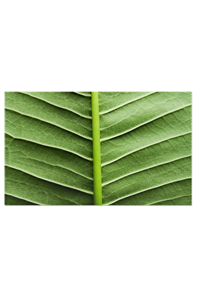 StoryGift Romania Tablou Canvas Frunza Verde In Primplan Pentru Fundal Detali...