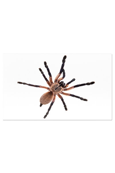 StoryGift Romania Canvas Print - Exotic Blue Tarantula: Blue Baboon Tarantula, Invertebrate, Studio, Isolated