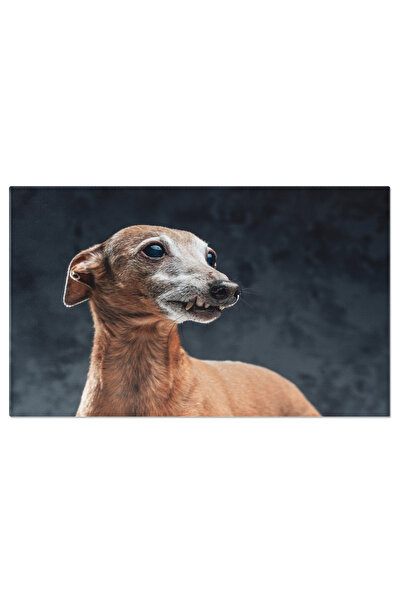 StoryGift Romania Tablou Canvas - Greyhound Italian - Eleganta Si Maiestrie C...