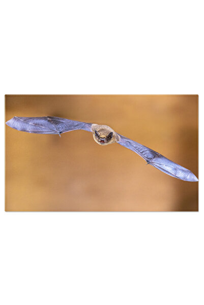 StoryGift Romania Tablou Canvas: Pipistrelle - Creatura Nocturna In Zbor