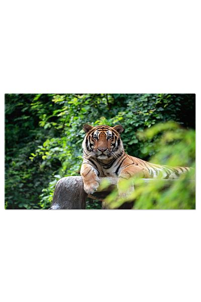StoryGift Romania Tablou Canvas Tigru Bengal Culcat Printre Tufisuri Verzi Armonie In Natura, Frumusete Salbatic