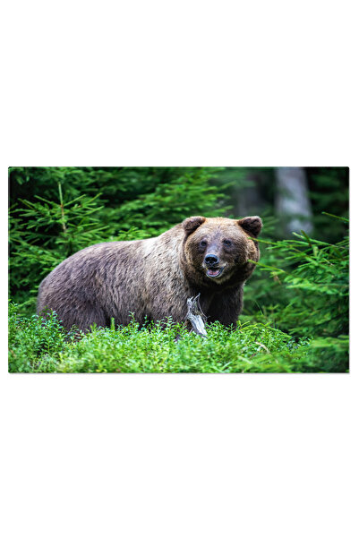 StoryGift Romania Tablou Canvas - In Inima Taigalei: Pui De Urs Grizzly, Imag...