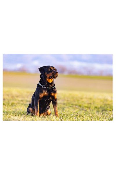 StoryGift Romania Tablou Canvas Rottweiler Scazut Intr-un Camp, Mamifer, Pur-sange, Natura, Primavara, Caine, Rot