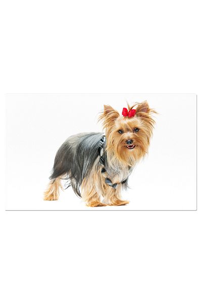 StoryGift Romania Tablou Canvas - Yorkshire Terrier: Pui Mic Cu Palarie Albastra Si Umor