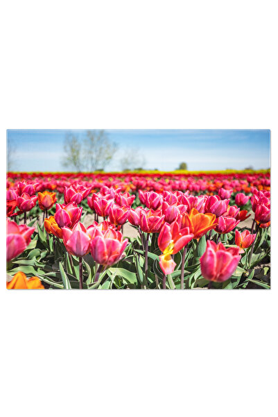 StoryGift Romania Tablou Canvas Camp De Lalele In Bloom, Primavara, Peisaj, Flori, Natura, Cultura, Agricultura 4