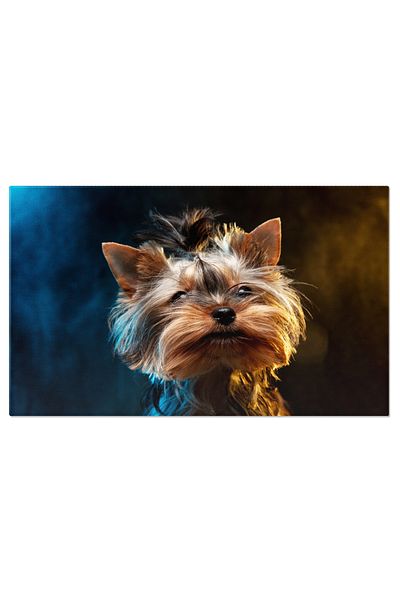 StoryGift Romania Tablou Canvas - Catelus Yorkshire Terrier - Blana Pufosa Si Simpatica