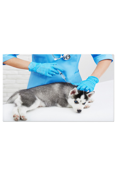 StoryGift Romania Tablou Canvas: Privire Husky - Animal Cuochita