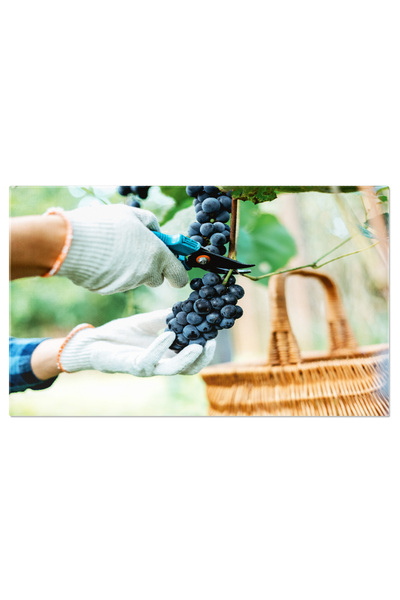 StoryGift Romania Tablou Canvas Ciorchine Albastru De Struguri In Mainile Cu Foarfeca Struguri, Recoltare, Vin, F
