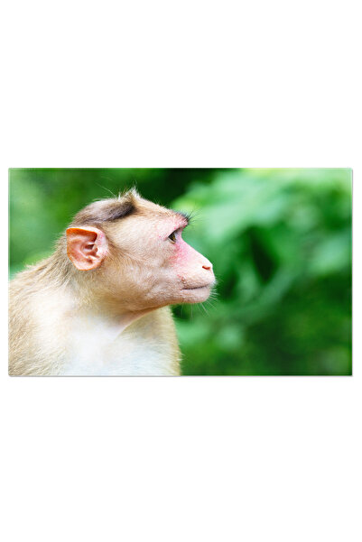 StoryGift Romania Tablou Canvas Maimuta La Parcul National Sanjay Gandhi Natu...