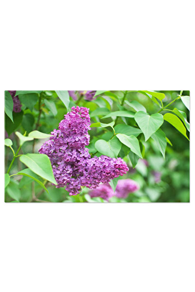 StoryGift Romania Tablou Canvas Floare De Liliac Pe Tufis, Natura, Flori, Fru...