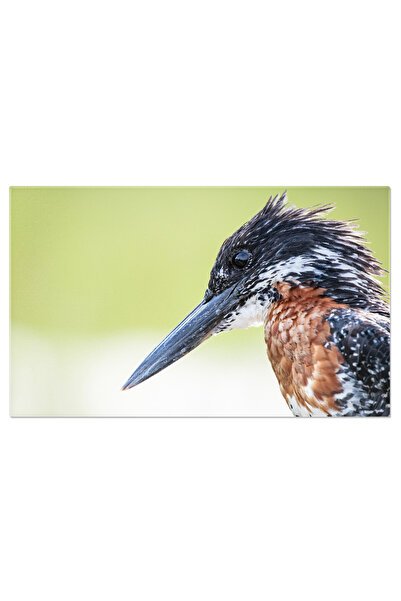 StoryGift Romania Tablou Canvas: Pasare Megaceryle Maxima In Natura