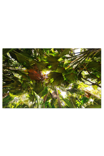 StoryGift Romania Tablou Canvas Palme Coco De Mer Exotic, Foliage, Insula, Na...