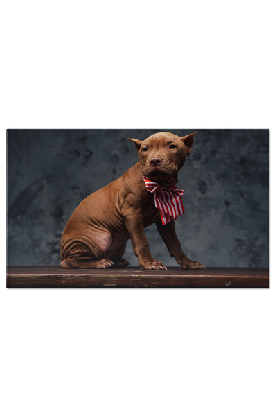 StoryGift Romania Tablou Canvas - Yorkshire Terrier Vesel Si Jucaus In Fundal...