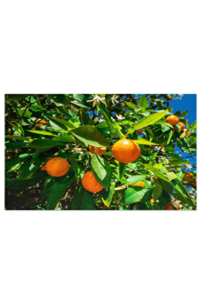 StoryGift Romania Tablou Canvas Clementine Coapte Pe Copac Cu Cerul Albastru In Fundal Fructe, Citrice, Natura, A