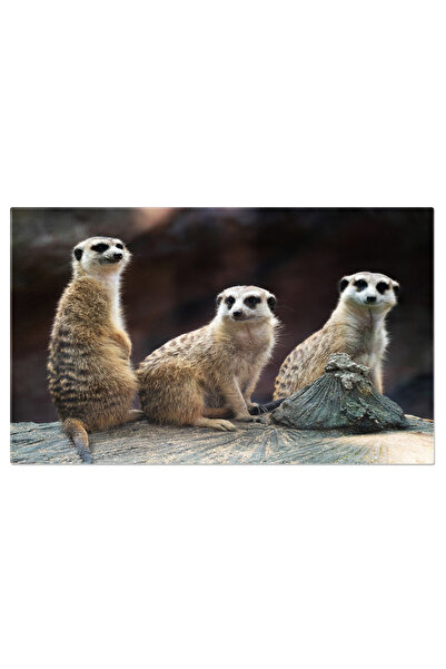 StoryGift Romania Tablou Canvas: Suricatele - Mici Si Dragalase In Salbaticie