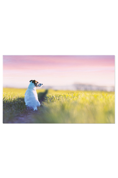 StoryGift Romania Tablou Canvas Jack Russell Terrier Privind In Departe, Pet, Russell, Dog, Gaze 2552