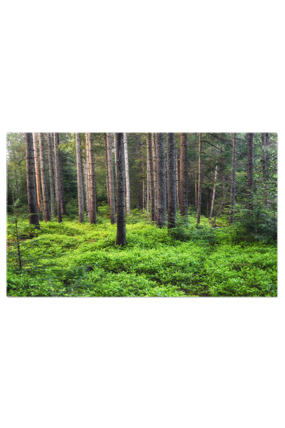 StoryGift Romania Tablou Canvas Panorama Padurii De Vara Plante Proaspete, Cu...