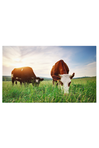 StoryGift Romania Tablou Canvas Vaca In Pajiste Vaca, Camp, Ferma, Pasune, Pajiste, Lapte, Verde, Natura 1466