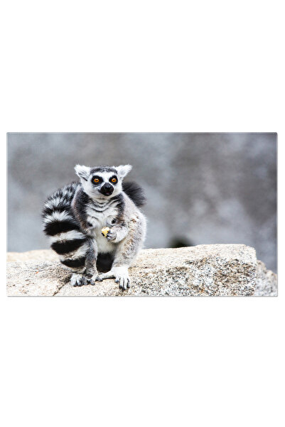 StoryGift Romania Tablou Canvas Lemur Cu Coada Inelata, Africa, Mamifer, Natu...