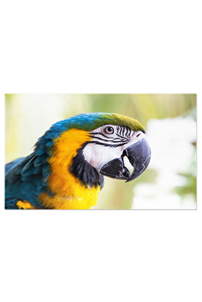 StoryGift Romania Tablou Canvas - Pasarile Paradisului: Rainforest, Parrot, L...