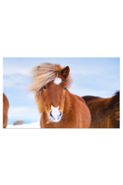 StoryGift Romania Tablou Canvas Fotografie Cal In Islanda, Cal, Natura, Islan...