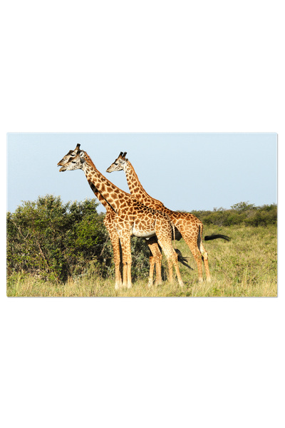 StoryGift Romania Tablou Canvas Girafe In Savana Africana, Giraffe, Natura, P...