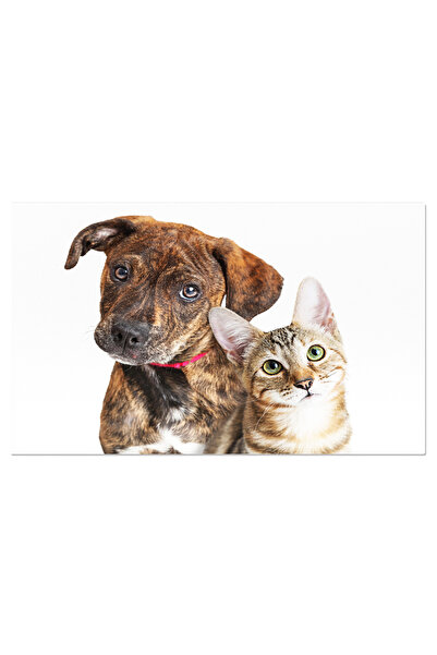 StoryGift Romania Tablou Canvas Pui De Caine Si Pisica Uitandu-se La Camera Catel, Pisica, Adorabil, Mic, Animal