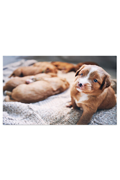 StoryGift Romania Tablou Canvas Catelus Pe Patura, Catel, Crestere, Viata Nou...