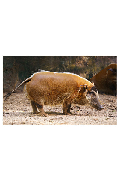 StoryGift Romania Tablou Canvas Descoperire Safari Viermele De Rau Rosu, O In...