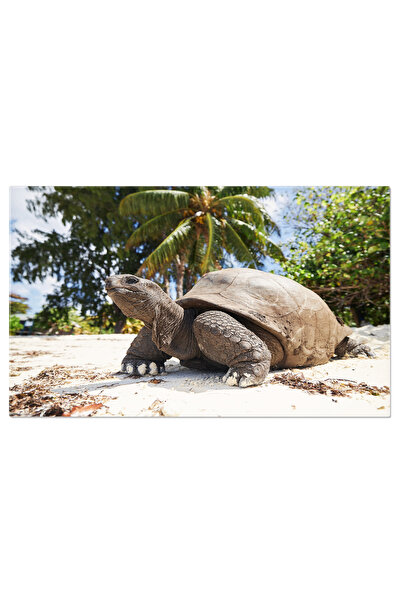 StoryGift Romania Tablou Canvas Testoasa Gigant Aldabra Pe Plaja, Seychelles,...