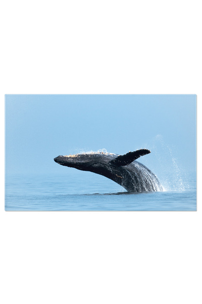 StoryGift Romania Tablou Canvas: Balena Humpback In Libertatea Oceanului - Sa...