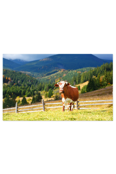 StoryGift Romania Tablou Canvas - Europe, Carpati: Animale La Ferma In Peisaj...